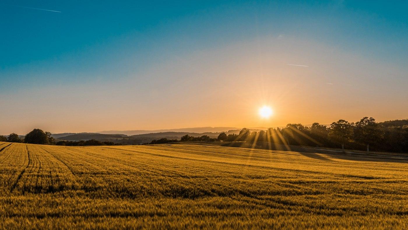 Farm field in late light
